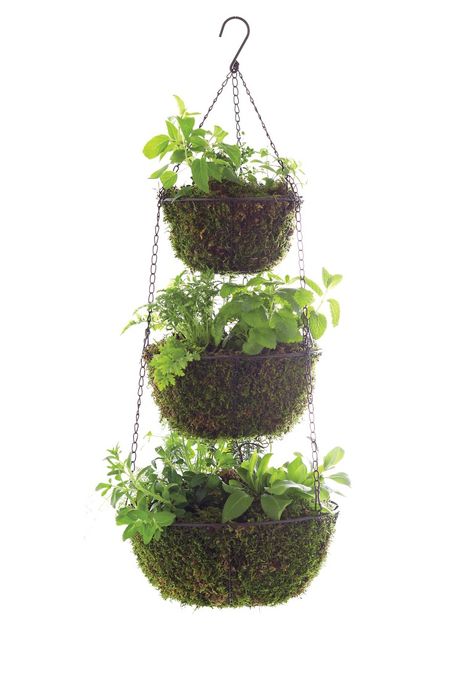 Three Tier Hanging Herb Planter -via @Stephanie Close @ Garden Therapy Upside Down Tomato Planter, Gemüseanbau In Kübeln, Tomato Planter, Hanging Herb Garden, Hanging Herbs, Vertical Herb Garden, Indoor Vegetable Gardening, Herb Planters, Indoor Herb Garden