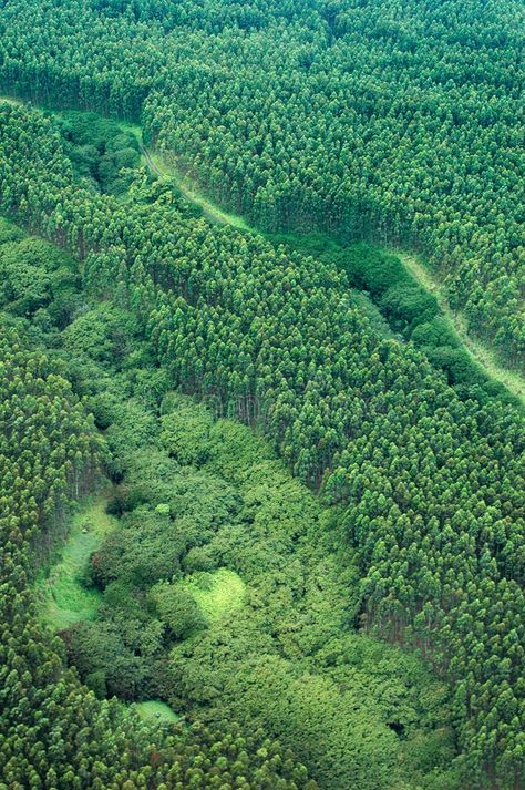 Big Island aerial shot - eucalyptus rain forest. Big Island aerial shot - rain f , #sponsored, #aerial, #shot, #Big, #Island, #forest #ad Forest Aerial View, Island Forest, The Sound Of Rain, Tree Photoshop, Digital Design Trends, Drawing Ideas List, Evergreen Forest, Aerial Images, Forest Illustration