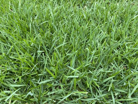 Zoysia Grass, Reel Mower, Growing Strong, Lush Lawn, High Maintenance, Lawn, Yard