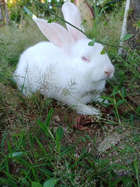 White rabbit with red eyes White Bunny With Red Eyes, Ruby Core, Surrealist Painting, Bunny Care, Rabbit Care, White Rabbits, White Bunny, Creative Stuff, White Rabbit