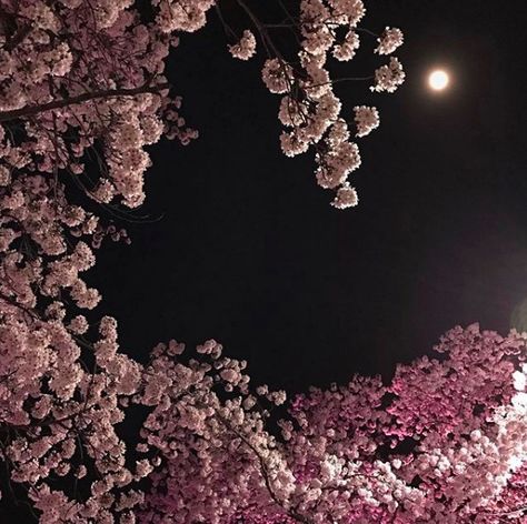 cherry blossoms at night Sakura Night Aesthetic, Cherry Blossom Night Aesthetic, Flowers At Night Aesthetic, Cherry Blossom Widget, Sakura Blossoms Aesthetic, Flowers Night Aesthetic, Night Flowers Aesthetic, Dark Spring Aesthetic, Sakura At Night