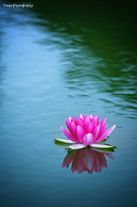 water lotus Lotus Flower Painting, Perjalanan Kota, Lotus Garden, Lotus Flower Pictures, Lotus Flower Art, Lotus Painting, Lily Lotus, Water Lilly, Image Nature