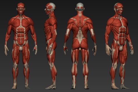 I created this 3d model for my future cosplay of Reaper from Blizzard's Overwatch. But i couldn't stop on that and created semi realistic render in KeyShot . I hope you will like it. Zbrush Anatomy, Human Muscle Anatomy, Realistic Render, Human Anatomy Reference, Human Body Drawing, Man Anatomy, Anatomy Sculpture, Anatomy Models, Semi Realistic