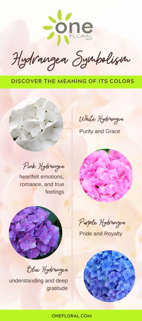 hydrangea pink purple blue white garden flower Blue Hydrangea Meaning, Hydrangea Symbolism, Hydrangea Meaning, Hydrangea Flower, True Feelings, Blue Hydrangea, Hydrangea, Round Shape, Aquamarine