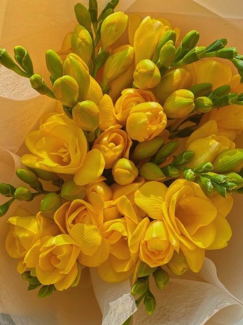 Freesia Bouquet, Flowey The Flower, Simple Wedding Bouquets, Freesia Flowers, Morning Glory Flowers, Flower Studio, Beautiful Flower Arrangements, Beautiful Flowers Pictures, Mellow Yellow