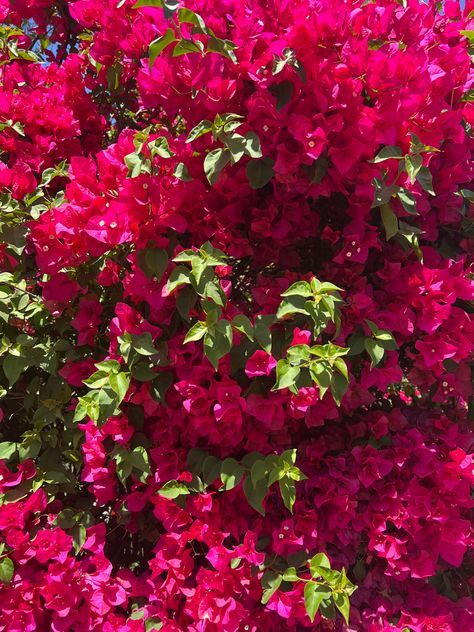 Flowers | pink flowers | red flowers | wild flowers | flower bush | arizona | summer | spring | may | june | july | august | allthingsbellabragg Arizona Flowers, Arizona Summer, Flower Bush, Flowers Wild, Flowers Red, Flowers Pink, Red Flowers, Event Decor, Spring Flowers