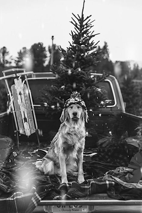 Christmas Dog Aesthetic, Aesthetic Natal, Wrong Generation, Mistletoe And Wine, Christmas Lodge, Dog Aesthetic, Xmas Photos, Christmas Pics, Grey Christmas