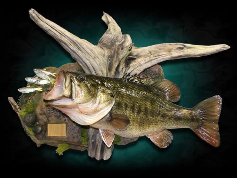 Largemouth Bass Mounts by Marine Creations Taxidermy Bass Mounts Largemouth, Walleye Mounts, Bass Mounts, Taxidermy Room, Deer Mount Ideas, Hunting Home Decor, Turkey Mounts, Fish Taxidermy, Fish Reference