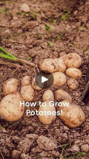 1M views · 117K reactions | This is one of my most stolen reels, so I’m reposting it with a watermark! ☺️ To get more details on how to grow a ton of potatoes in cardboard boxes, comment “LINK” & I’ll send you the step by step!

#trendingreels #trending #garden #gardening #gardeninglife #gardendesign #gardeninspiration #gardenlove #gardendecor #gardenlovers #plantlover #plantlife #plantlove | Anh Lin | girlandtheword · Original audio Growing Potatoes In Buckets, How To Grow Potatoes, Home Vegetable Garden Design, Potato Gardening, Growing Garden, Gardening Vegetables, Growing Gardens, Garden Compost, Growing Potatoes