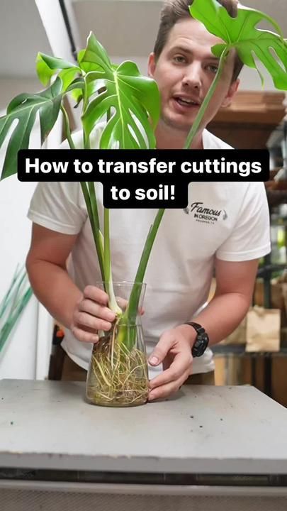 Monstera Deliciosa Propagation, Repotting Monstera, Propagating Monstera, Monstera Propagation, Monstera Plant Care, Repotting Plants, Plant Room, نباتات منزلية, Plant Care Houseplant