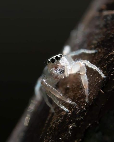 Jumping Spider, Arachnids, Spiders, Beautiful Creatures, Animal Kingdom, Animals, White