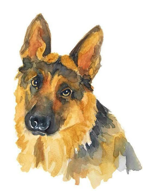 Dog Art German Shepherd, German Shepherd Oil Painting, Watercolour German Shepherd, Dog Drawing Watercolor, German Shepherd Watercolor Paintings, Dog Watercolour Painting, Watercolor German Shepherd, Dog Watercolor Painting Easy, Watercolor Dog Painting