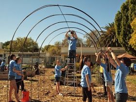 Grape Arbors, Learning Garden, Texas Trees, Diy Arbour, Concord Grapes, Grape Trellis, Grape Arbor, Arbors Trellis, Diy Garden Trellis