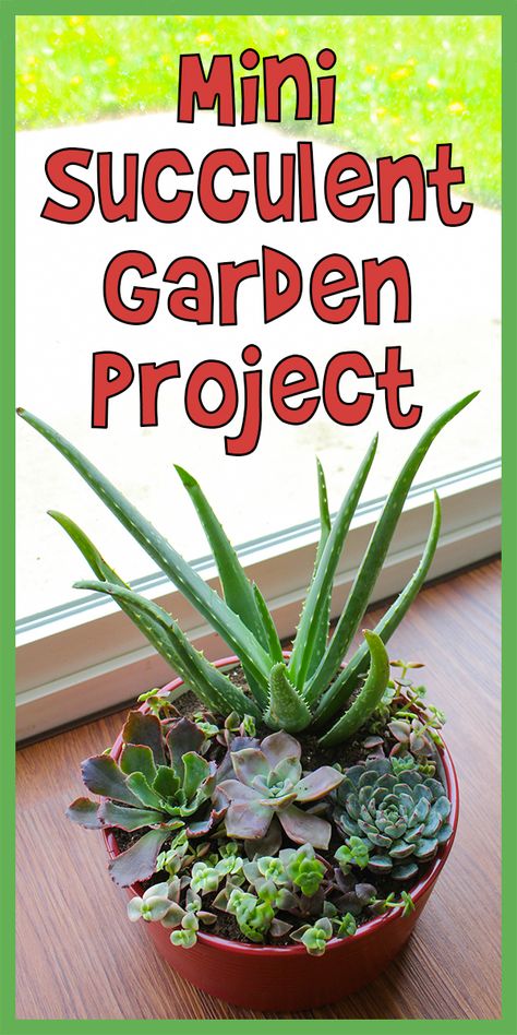 Mini Succulent Garden Project | Woo! Jr. Kids Activities Succulent Projects, Mini Succulent Garden, Luxury Garden Furniture, Zen Gardens, Succulent Bouquet, Succulent Centerpieces, Garden Sculptures, Succulent Gardening, Luxury Garden