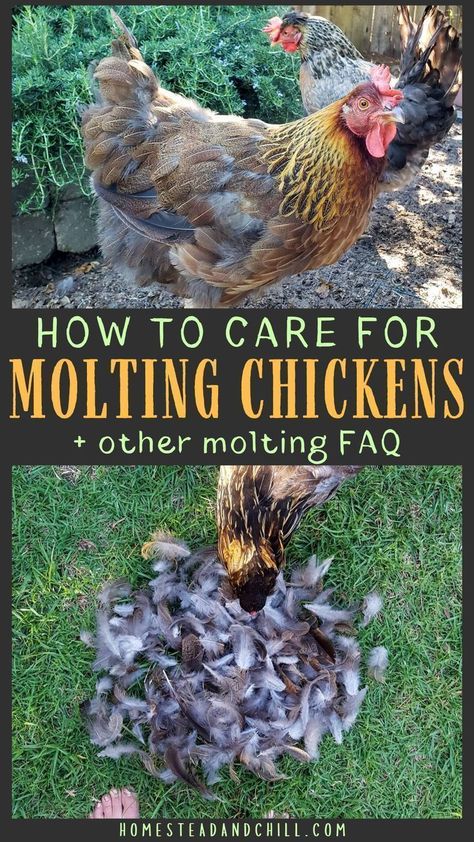 Chickens Losing Feathers, Molting Chickens, Chickens 101, Wild Chicken, Tips For Winter, Egg Laying Chickens, Backyard Chicken Coop Plans, Urban Chickens, Backyard Chicken Farming