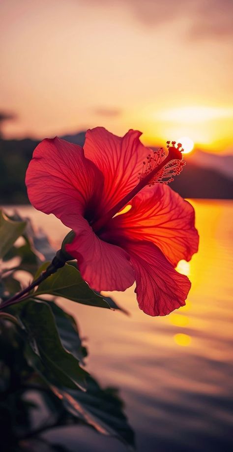 Cute Hibiscus Wallpaper, Photo Editing Background Hd Frame, Peaceful Wallpapers, Hibiscus Wallpaper, Fav Flower, Dreamy Landscapes, Cute Backgrounds For Phones, Pretty Backgrounds, Flower Background Wallpaper