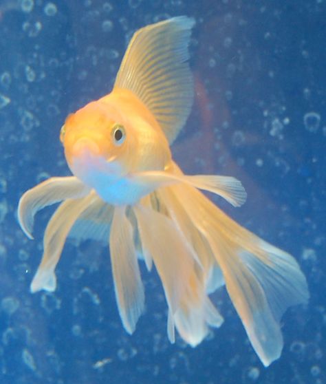 Goldfish - young Veiltail Chunky Gold Fish, Aquarist Aesthetic, Gold Fish Aesthetic, Fat Goldfish, Goldfish Aesthetic, Veiltail Goldfish, Pond Filter System, Goldfish Types, Fish Aesthetic