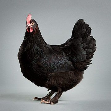 Maran Chickens, Black Copper Marans, Raising Turkeys, Pet Chicken, Day Old Chicks, Egg Laying Chickens, Beautiful Chickens, Keeping Chickens, Hatching Eggs