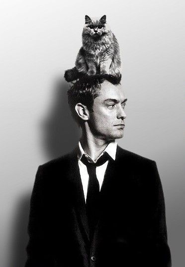 Jude Law Celebrity Cats, Young Pope, Celebrities With Cats, Famous Cats, Men With Cats, A Man In A Suit, Man In A Suit, Psy I Szczenięta, Hey Jude