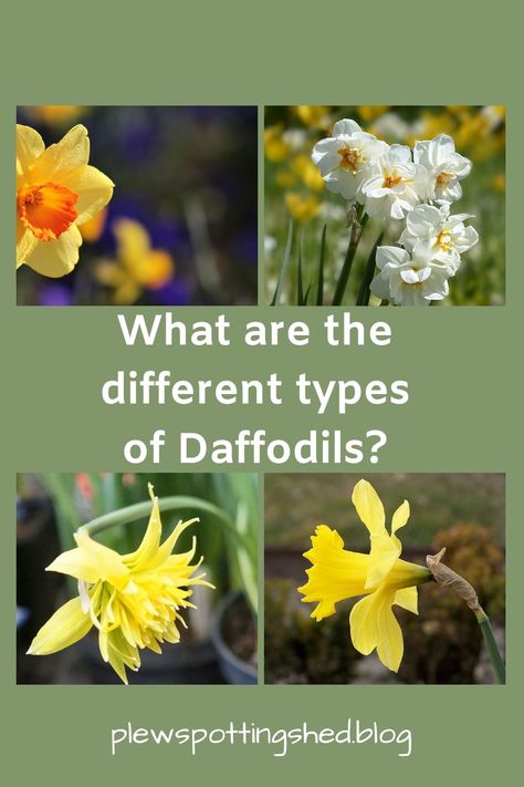 The phrase ‘types of daffodils’ refers to the way in which similar Narcissus are grouped together. Properly referred to as ‘divisions’ when growing and showing Narcissus, it is nevertheless a helpful means by which us lesser mortals can choose which style of daffodil flowers most appeal to us when looking through bulb catalogues!
Whether you have a thirst for knowledge, would like to show daffodils or are simply curious as to how many types there are, why not click the link to find out more Gardening Printables, Thirst For Knowledge, Daffodil Flowers, Front Gardens, Daffodil Bulbs, Apple Varieties, Spring Flowering Bulbs, Four O Clock, Daffodil Flower