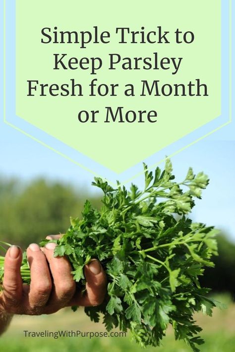 How To Preserve Fresh Parsley, Fresh Parsley Uses, Ways To Use Fresh Parsley, Preserving Fresh Parsley, Cooking With Parsley, How To Save Fresh Parsley, What To Do With Fresh Parsley, How To Preserve Parsley, Freezing Parsley Fresh Herbs