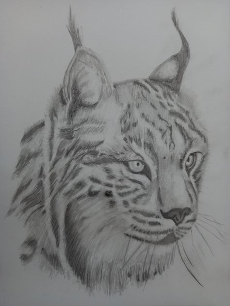 Lynx Sketch, Wildcat Drawing, Lynx Drawing, Drawing Animals, Graphite Pencils, Animal Sketches, Reference Photos, Art References, Lynx