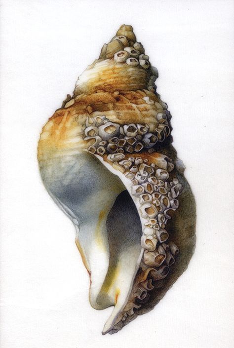 Barnacle Drawing, Barnacles Drawing, Barnacle Art, Gcse Art Sea Life, Barnacles On Whales, Watercolor Nautilus Shell, Water Gems, Metamorphosis Art, Surealism Art