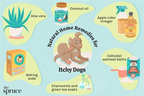 7 Home Remedies for Itchy Dog Skin Dog Itchy Skin Remedy, Itchy Dog Remedies, Itchy Skin Remedy, Itchy Dog Skin, Itchy Dog, Dog In Heat, Dog Remedies, Dog Itching, Dog Wash