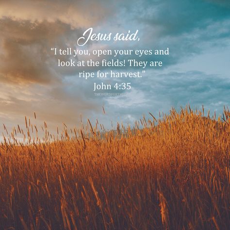 #harvest#bible verse#john 4:35#christian quote#gospel #the word for the day quotes Harvest Bible Verses, Harvest Scripture, Ruth Bible Verse, Harvest Quotes, Seasonal Quotes, Harvest Bible, Word For The Day, Homework Ideas, Memory Verses