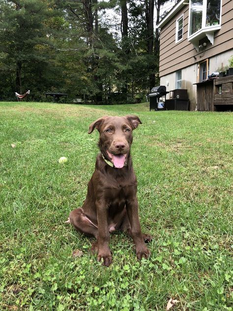 Murphy - A Chocolate lab / Border collie mix Chocolate Lab Mix, Border Collie Mix, Collie Mix, Chocolate Lab, Cute Animal Pictures, Dog Stuff, Border Collie, Animal Pictures, Labrador Retriever