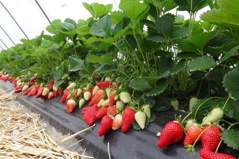 Strawberry Cultivation, Strawberry Seeds Grow, Kebun Strawberry, Delphi Strawberry Farm, How To Prepare Strawberry Plants For Winter, Everbearing Strawberries, Strawberry Tower, Fruit Bushes, Garden Tags