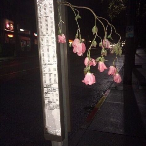 Night Time, At Night, The Road, Pink Flowers, Road, Flowers, Pink