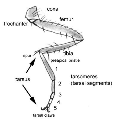 Butterfly Body Parts, Insect Legs, Insect Anatomy, Leg Reference, Butterfly Legs, Leg Anatomy, Butterfly Family, Butterfly Species, Stag Beetle