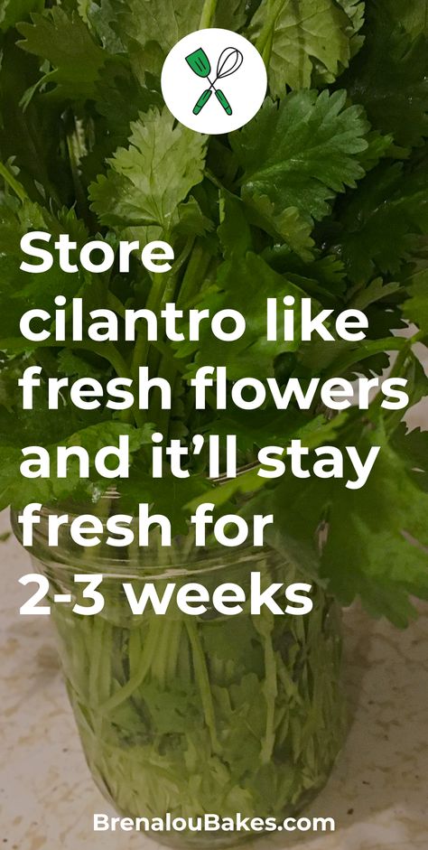 Learn how to store cilantro in your refrigerator so it'll last for weeks, instead of days. How To Store Cilantro In Fridge, How To Store Cilantro, Store Cilantro, Snacks To Make, How To Store, Veggie Dishes, Cilantro, Cooking Tips, Refrigerator