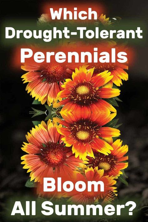 Which Drought-Tolerant Perennials Bloom All Summer? There's a wide range of varieties of plants when it comes to drought-tolerance from the gorgeous blanket flower to the ever-so-lovely lavender. These flowers are known for their drought resistance abilities, and people are starting to love these plants because of that. These are some hardy flowers they are known to withstand long dry periods with minimal water consumption. Drought Tolerant Potted Plants Full Sun, Full Sun Drought Tolerant Plants, Potted Plants Full Sun, Zone 4 Perennials, Front Flower Beds, Drought Tolerant Perennials, Blanket Flower, Drought Resistant Plants, Full Sun Perennials