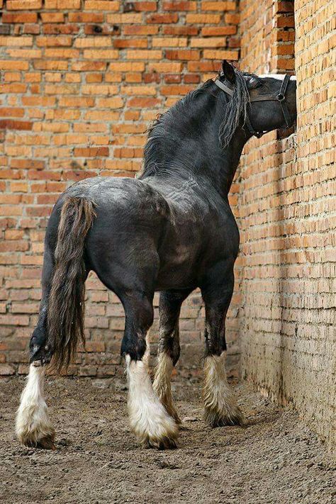 Gorgeous ♡ حصان عربي, Big Horses, Majestic Horse, All The Pretty Horses, Horse Crazy, Draft Horses, Clydesdale, Black Horse, Horse Photos