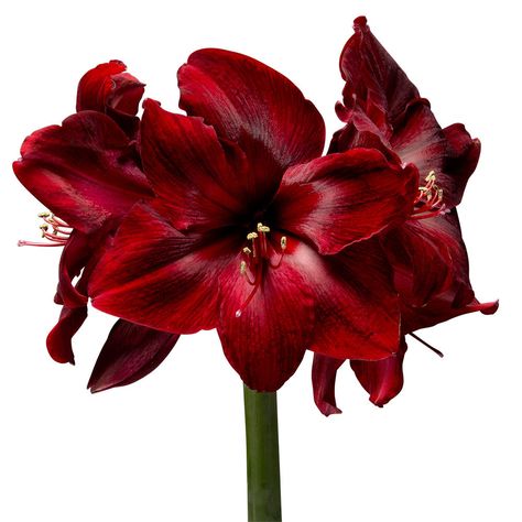 Amaryllis Christmas, Red Amaryllis, Amazing Plants, Amaryllis Flowers, Christmas Flowers, Bulb Flowers, Black Flowers, Red Flower, Red Flowers