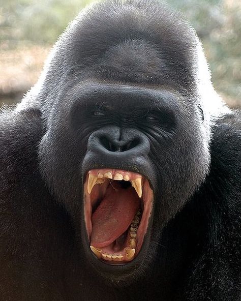 #animals #animalshots #animal #nature #birds #wildlife #naturephotography #photography #of #world #cats #animallovers #wildlifephotography #cute #animalphotography #like #captures #ig #zoo #instagram Angry Gorilla, Gorillas In The Mist, Gorilla Gorilla, Gorillas Art, Angry Animals, Gorilla Tattoo, Silverback Gorilla, Big Scary, Mountain Gorilla