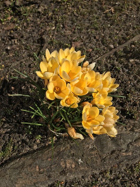 Crocus Yellow Yellow Crocus, Yellow, Plants, Flowers