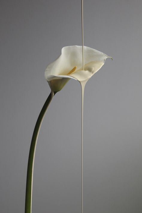 Lily Wallpaper, Oui Oui, Flower Beauty, Calla Lily, Still Life Photography, Architecture Details, Art Direction, Natural Light, Flower Painting