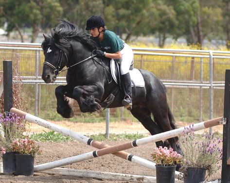 Dales Pony, Pony Jumping, Fell Pony, Mini Horses, Horse Reference, Pony Breeds, Appaloosa Horse, Equestrian Helmet, Horse Things