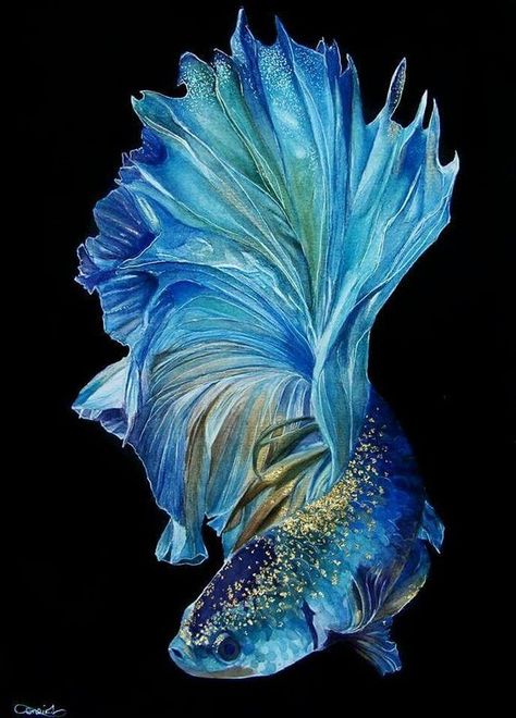 Betta Fish Tattoo, Betta Fish Types, Cr7 Wallpapers, Pretty Fish, Beta Fish, Underwater Animals, Watercolor Fish, Beautiful Sea Creatures, Water Animals