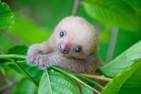 Sloth Pictures, Cute Sloth Pictures, Sloth Cute, Baby Sloth, Cute Sloth, Sloth, Green