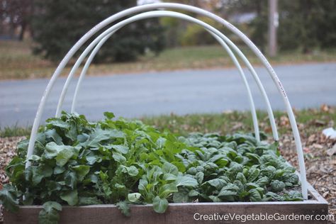 building a frame to protect plants with frost cloth Frost Covers For Plants Diy, Cover Plants From Frost, Tree Frost Protection, Protecting Plants From Freeze, Flower Beds Diy, Building A Frame, Protecting Plants From Frost, Beds Diy, Sensitive Plant