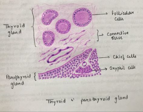 Parathyroid Gland, Thyroid Gland, Nursing, Medicine, Drawings, Quick Saves