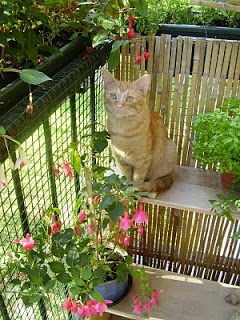 Cat Friendly Balcony, Cat Proof Balcony, Balcony Decoration Ideas, Cat Friendly Plants, Ideas For Cats, Outdoor Pet Enclosure, Cat Patio, Balcony Decoration, Diy Cat Tree