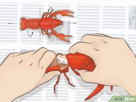 How to Eat a Crawfish: The Proper Way to Open Shells How To Eat Crawfish, How To Cook Crawfish, Live Crawfish, Cajun Crawfish, Outdoor Eating Area, Crawfish Season, Crawfish Boil, Garlic Head, Ears Of Corn