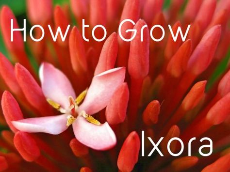 Ixora Facts and Growing Tips Ixora Plant, Canon Ixus, Florida Landscaping, Florida Gardening, Plant Guide, Growing Tips, Cut Flower Garden, Garden Journal, Plant Identification