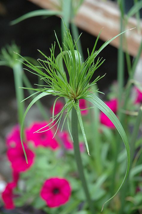 Papyrus Plant, Cyperus Papyrus, Egyptian Papyrus, Sylvan Lake, English Gardens, Full Size Photo, King Tut, Summer Plants, Garden Centre