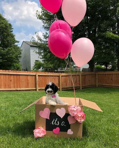 Puppy announcement although when Norman comes home #itsaBOY #norman #akaNormie #normierigney #minigoldendoodle #teddybear Puppy Welcome Home Basket, Dog Surprise Gift Ideas, Puppy Surprise Ideas, Puppy Reveal Ideas, Puppy Gift Surprise, Puppy Shower Ideas, Pup Photoshoot, Puppy Announcement Ideas, Puppy Reveal